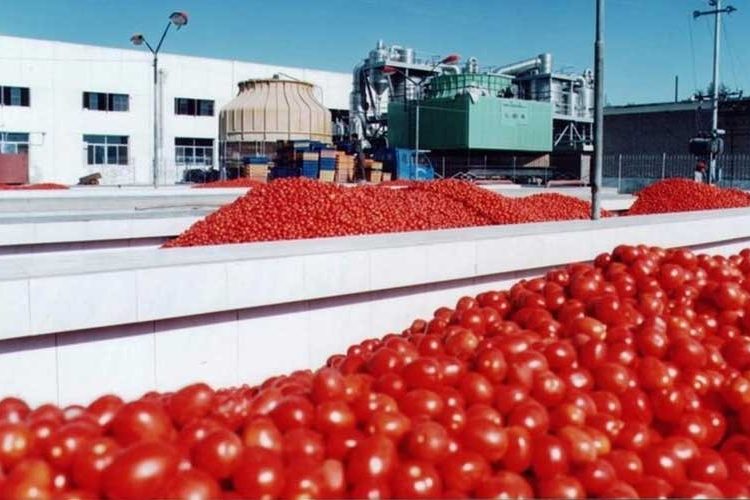 تولید رب گوجه فرنگی در کارخانه های صنعتی