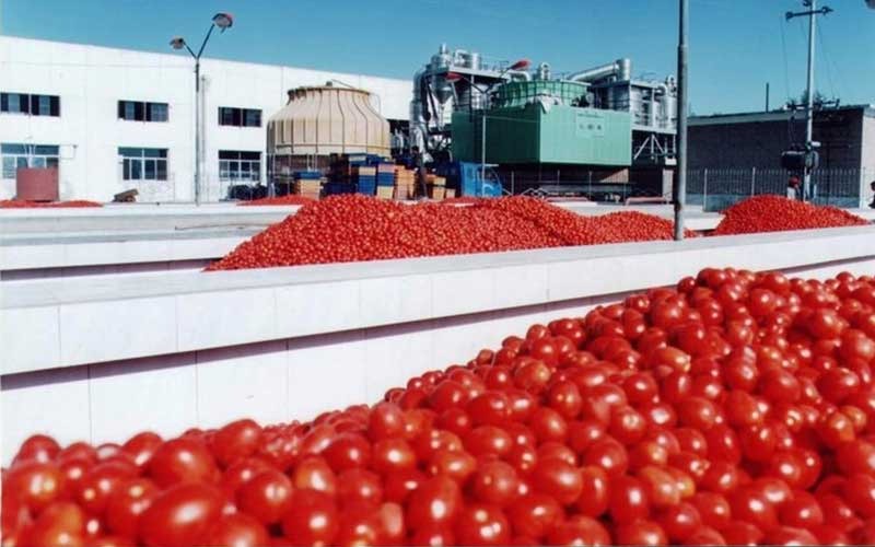 تولید رب گوجه فرنگی در کارخانه های صنعتی
